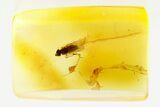 Detailed Fossil Dagger Fly (Empididae) In Baltic Amber #272221-1